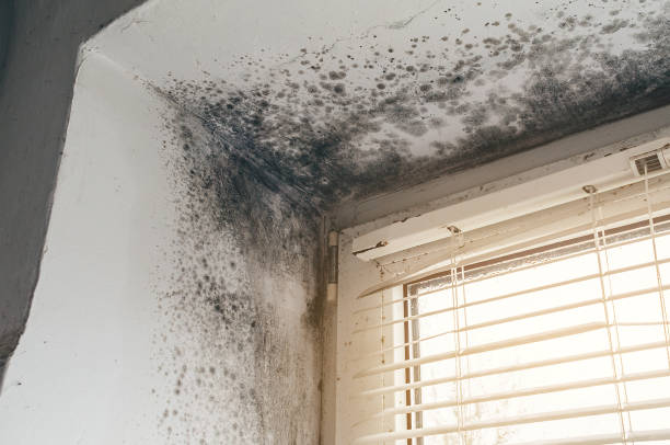 Affordable Mold Cleanup solutions in Rutherford, PA